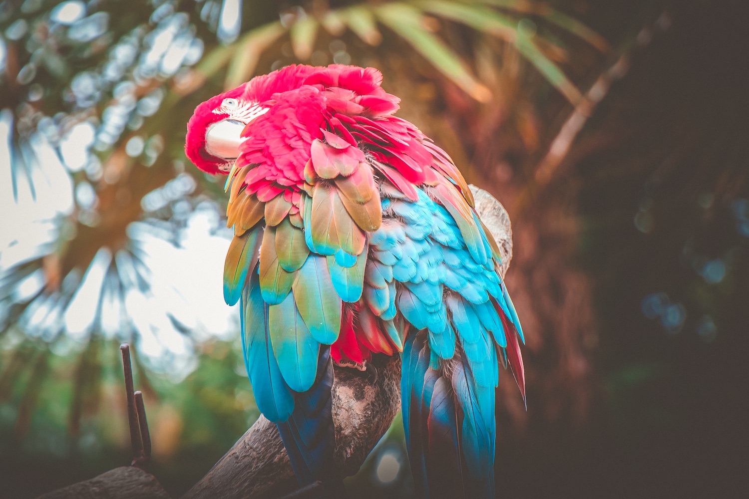 zoo de lapalmyre amazonis